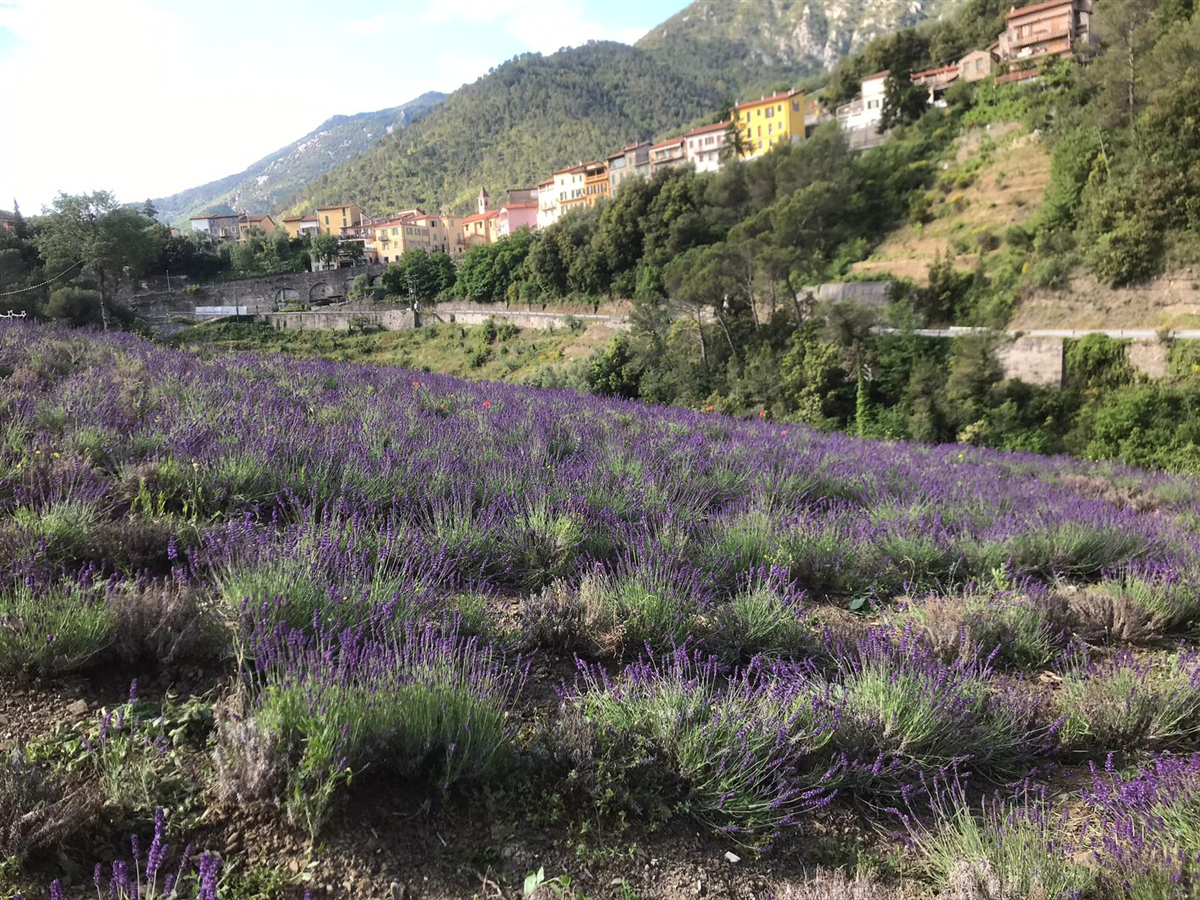 La lavanda e Misteri del Comune